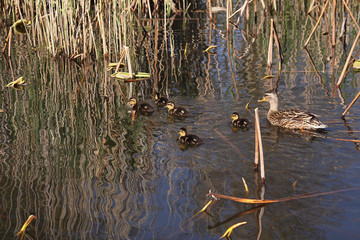 famille de canard colvert dans l'eau © gilspictures