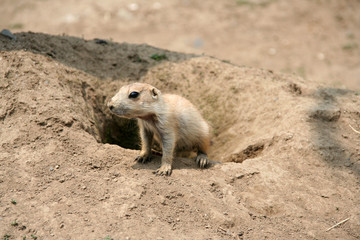 巣穴から出るプレーリードッグの赤ちゃん