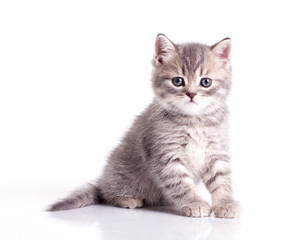 funny little grey kitten