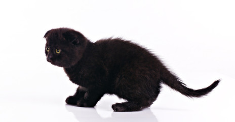little black kitten