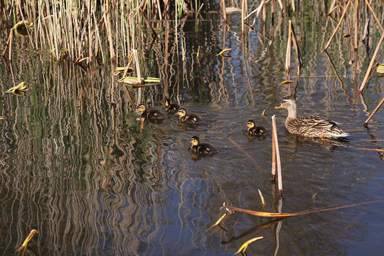 famille de canard colvert dans l'eau