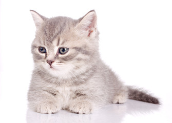 Fototapeta premium british beautiful kitten