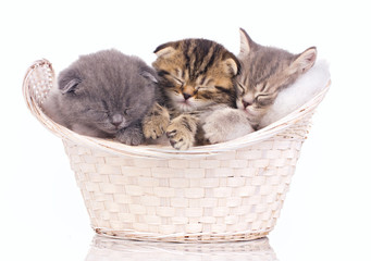 sleeping kittens