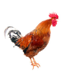 Screaming cock. isolated