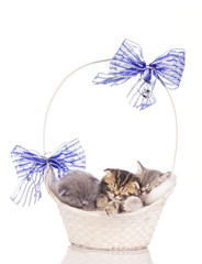 kittens sleep in beautiful basket