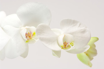 Naklejka na ściany i meble Orchids close-up