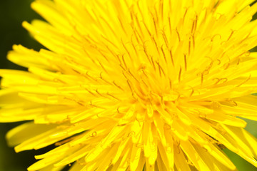 flower[dandelion]_63