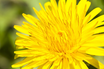 flower[dandelion]_65
