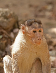 portrait of a monkey 6336