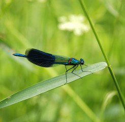 Dragonfly