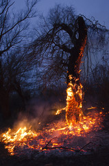 Tree in flame