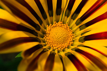 flower[rudbeckia]_03