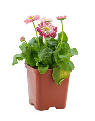 Daisies in a pot on a white background © dobroeutro9