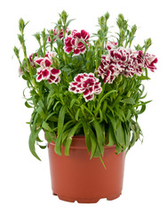 Carnation in a pot on a white background