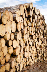 Pine timber stacked at lumber yard