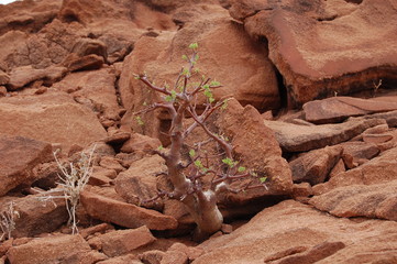 Baum_in_Steinwueste_DSC_0027