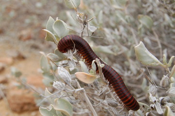 Tausendfüßler_Namibia_Wüste_Namib_DSC_0048