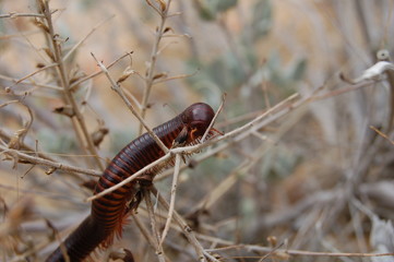 Tausendfuesser_Namibia_DSC_0046