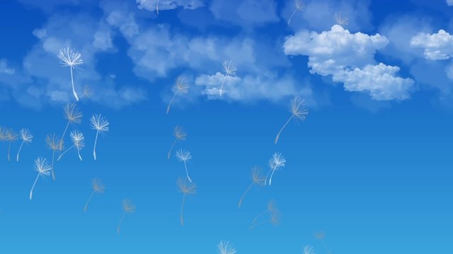 L&ouml;wenzahnsamen - Dandelion