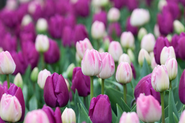 Blumenbeet Tulpen