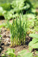 Schnittknoblauch (Allium tuberosum)