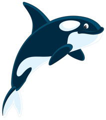 Fototapeta premium Killer whale