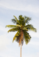 Fototapeta na wymiar Single coconut tree on sky