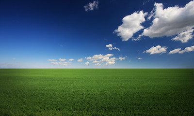 Lush green grass and a cool blue sky © stokkete