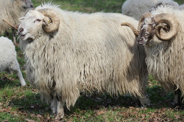 Zwei Walachenschafböcke 