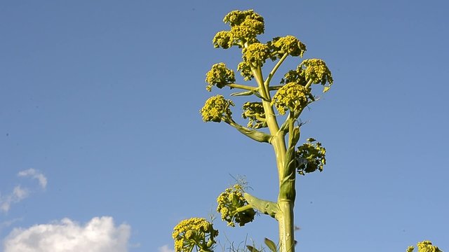 fiore di finocchio selvatico