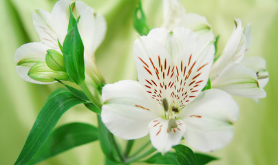 Beautiful,soft white flowers isolated on green background