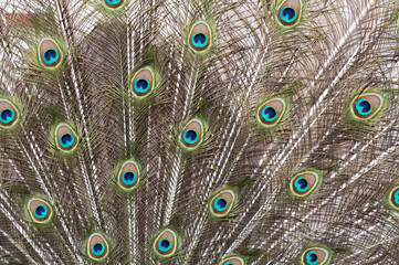 Obraz premium Peacock's tail