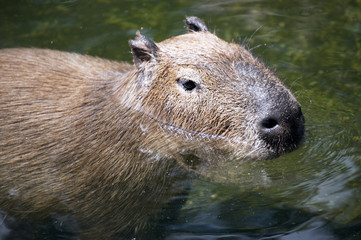 Capybara