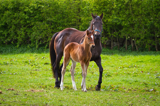 Horse and the foal on the meadow
