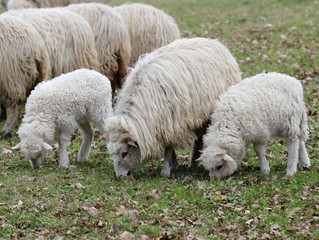 Walachenschaf mit zwei L&auml;mmern