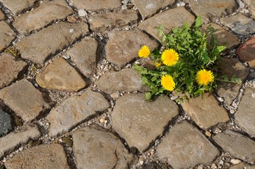 Löwenzahn zwischen Pflastersteinen