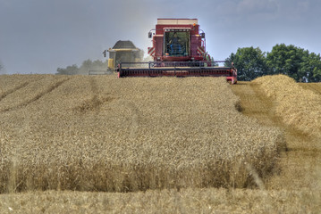 Obraz premium Getreideernte 02