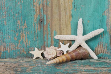 Strandgut - Muscheln und Seestern