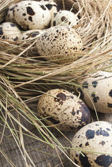 Naklejka na ściany i meble quail eggs in nest