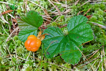 Cloudberry closeup in summer