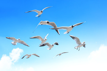 Seagulls