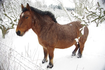 strawberry roan cob mare in the snow