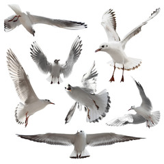 Fototapeta premium Seagulls Isolated