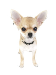 Chihuahua puppy with black leather studded collar