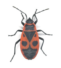 Firebug, Pyrrhocoris apterus isolated on white