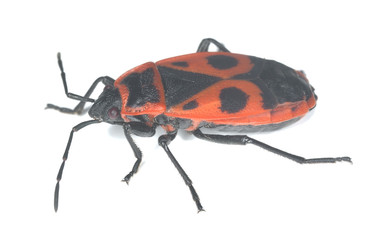 Firebug, Pyrrhocoris apterus isolated on white