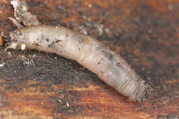 Daddy longlegs larva, leatherjacket, tipulidae, diptera