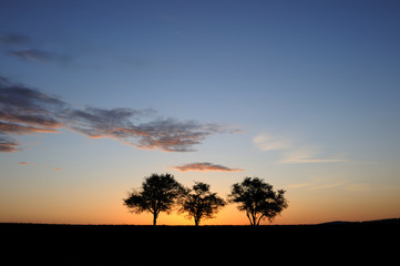 Fototapeta na wymiar Three Trees and Big Sky