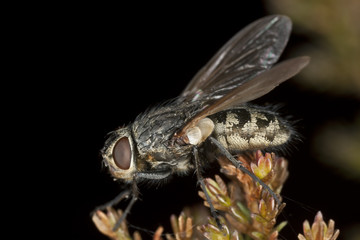 Small fly, high magnification