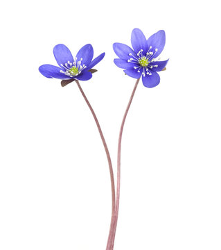Liverleafs, hepatica nobilis isolated on white background